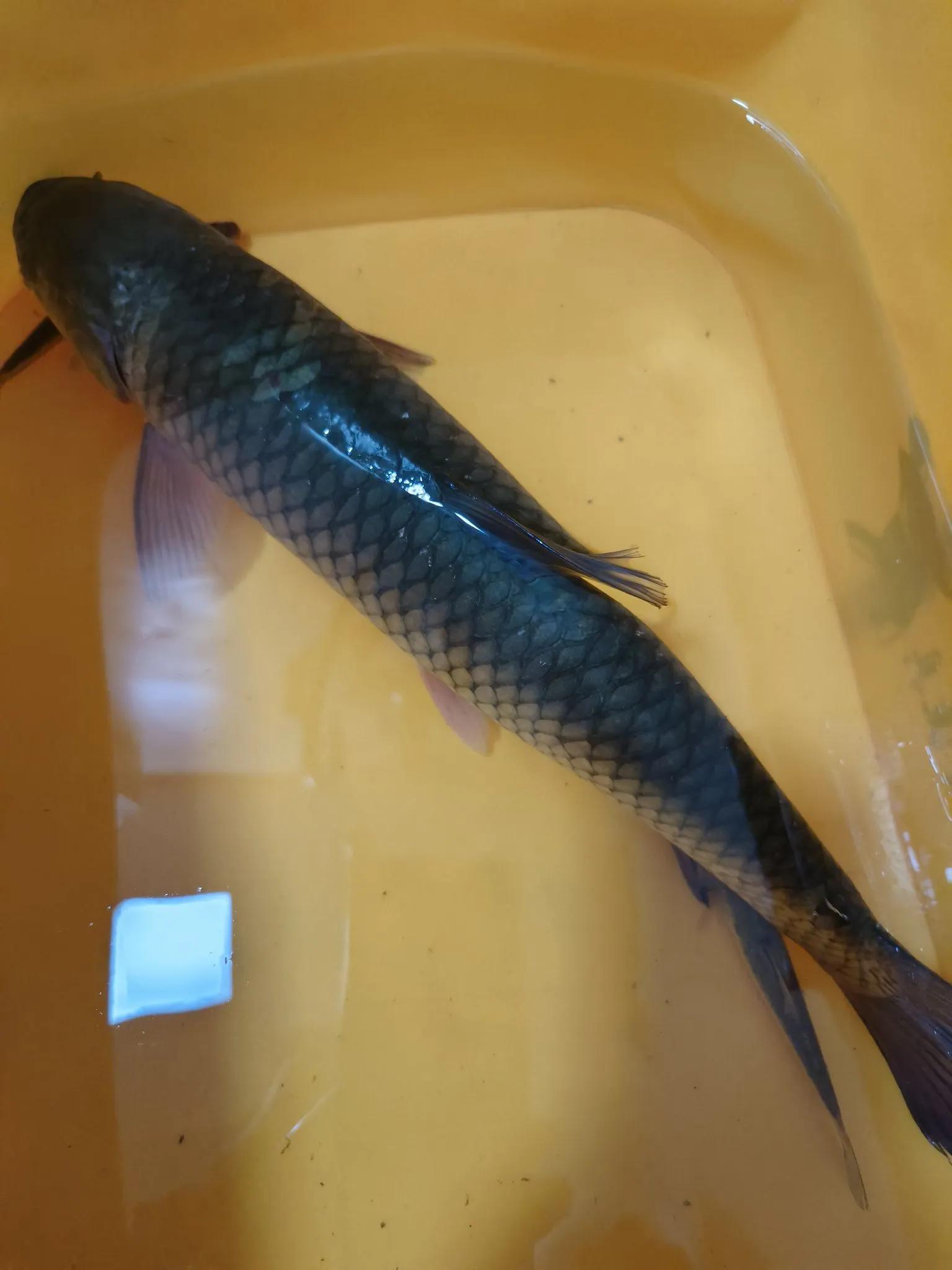 打个比方, 钓浮, 钓浮应是主