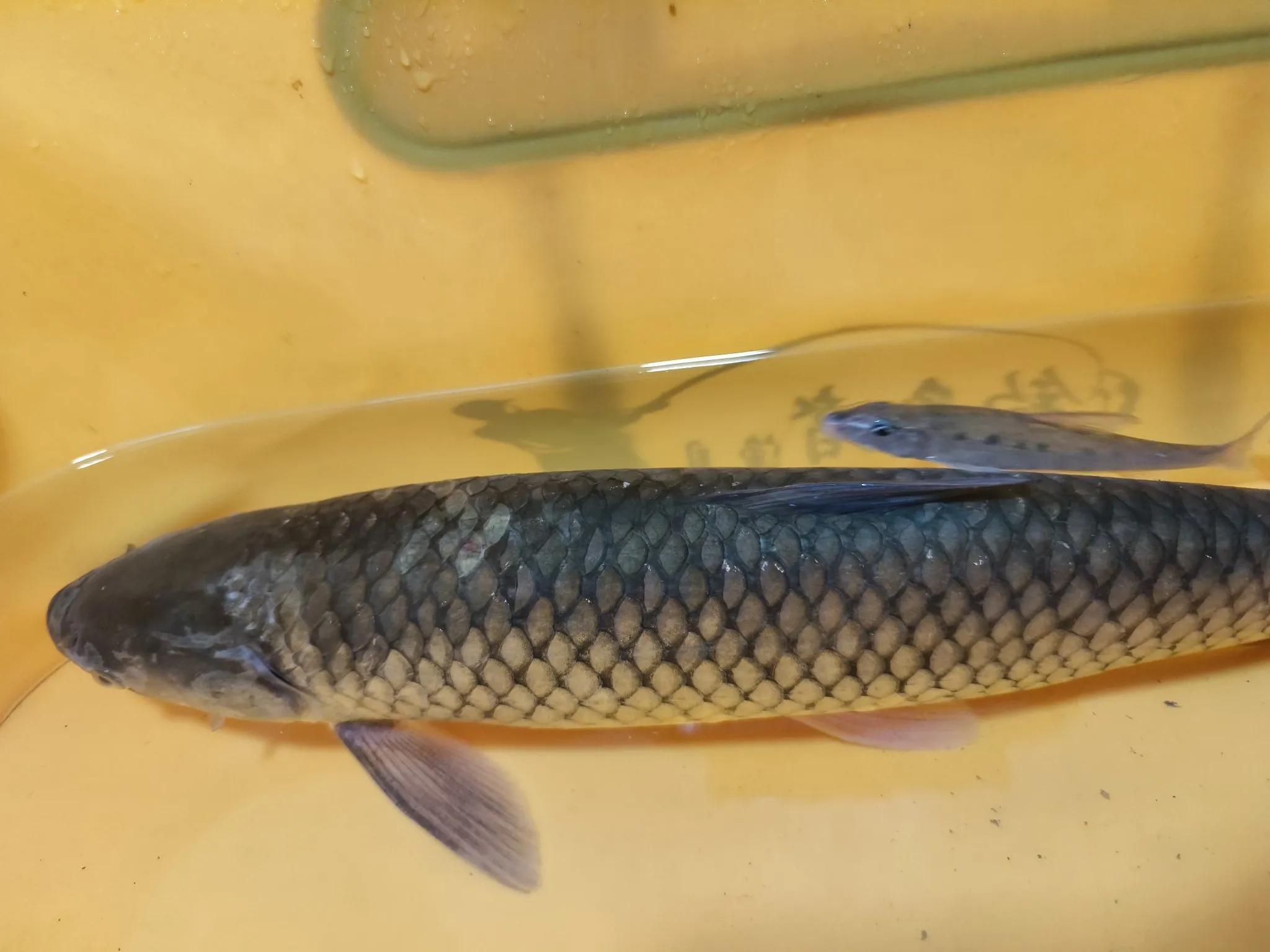 img, 不论七星漂, WyS