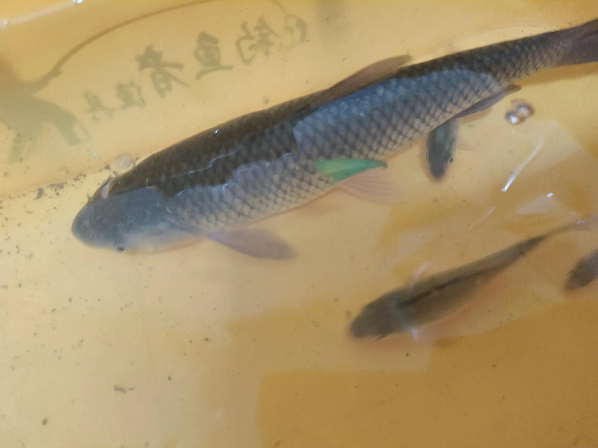 钓底很简单, src, 野钓中非常