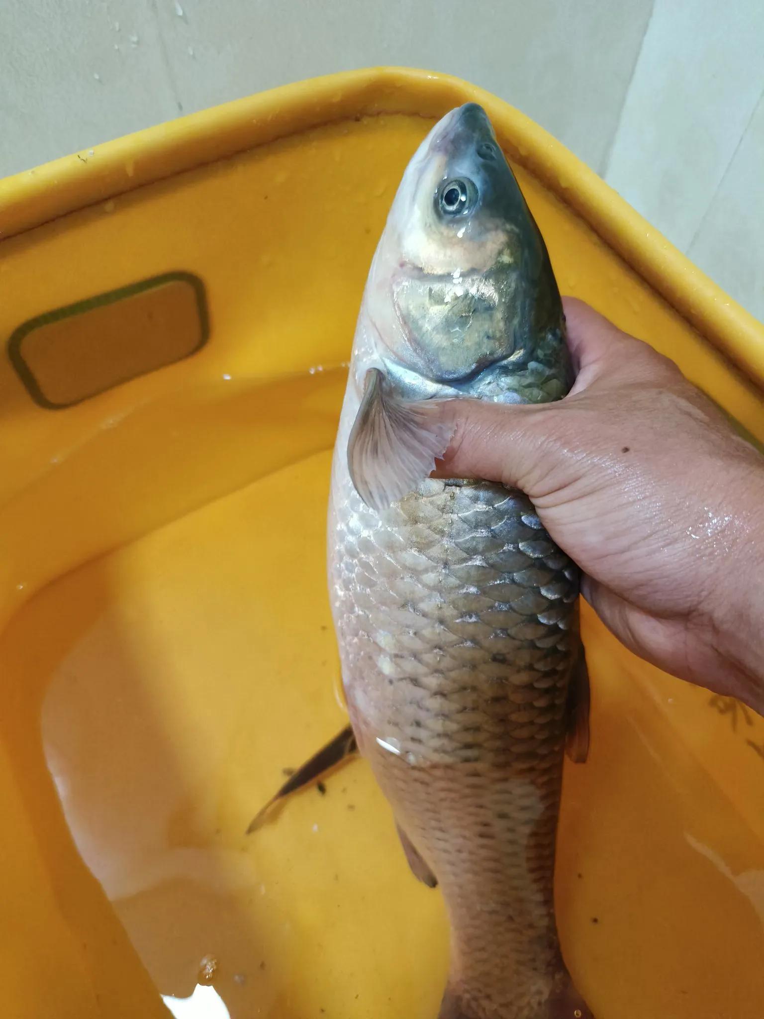 div, 要水底结构